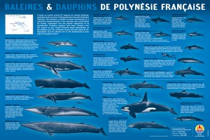 baleines&dauphins-pf-60x40-BD-4-12