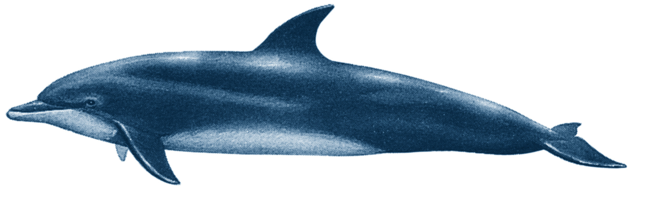 Grand dauphin » Mata Tohora