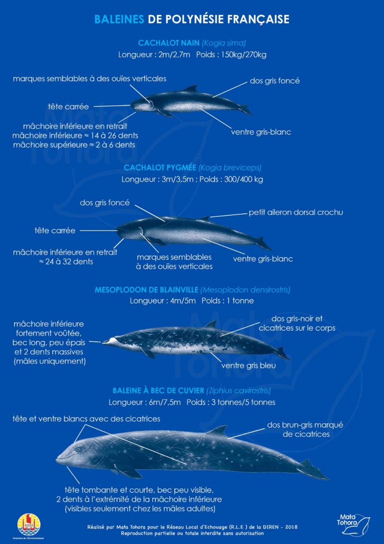 Fiche Pédagogique N° 3 : Identification Des Espèces – Baleines » Mata ...