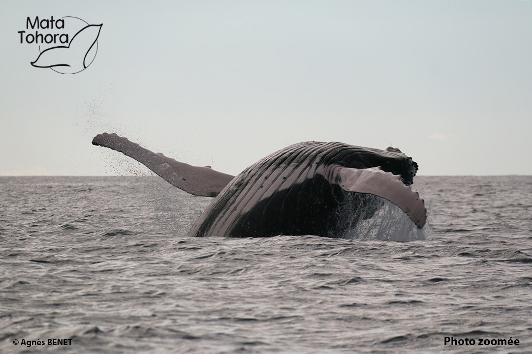 Les Baleines à Bosse N’ont Pas Fini De Nous émerveiller… » Mata Tohora